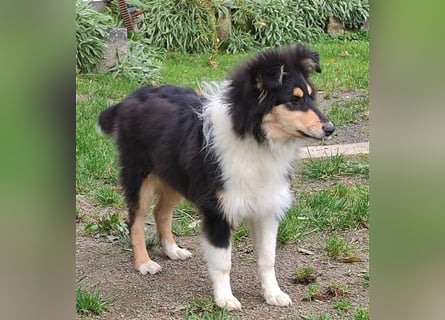 Collie Welpen aus VDH Zucht