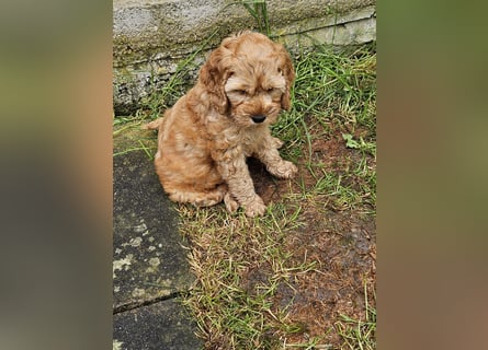 Cockapoo Welpen