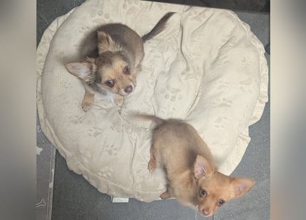 Chihuahua Rüden