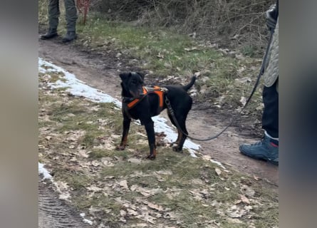 Holly: sucht DRINGEND ihre Endstelle zum Ankommen in 74906 Bad Rappenau