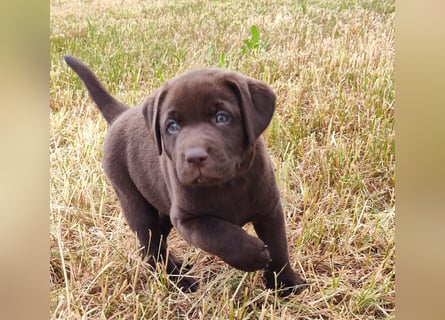 Neun zuckersüße reinrassige schokobraune Labrador-Welpen suchen ein liebevolles neues Zuhause!