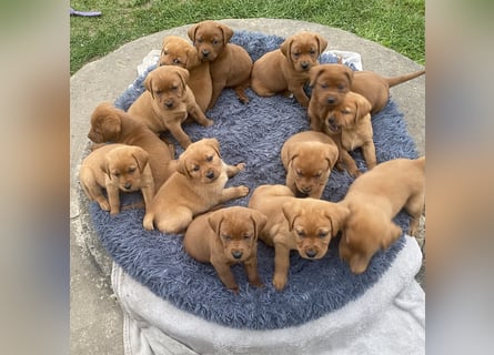 Typvolle Labrador Welpen in Foxred/Dark Foxred aus einer Top Verpaarung