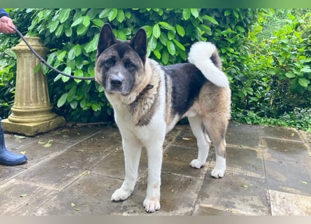 Kendo - ruhiger, ausgeglichener Familienhund - Tierhilfe Franken e.V.