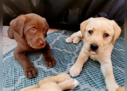 Reinrassige Labradorwelpen