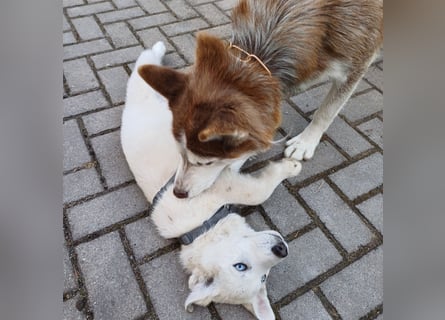 Akita-Husky Welpen