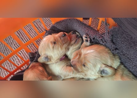 Golden Retriever Welpen