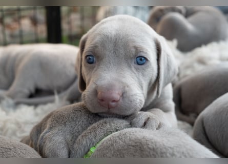 Weimaraner-Mix Welpen aus liebevoller Verpaarung – 12 kleine Wunder suchen ihr Zuhause