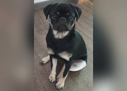 3 wunderschöne Möpschen mit Papiere in Sonderfarben suchen liebevolles Zuhause auf Lebenszeit!