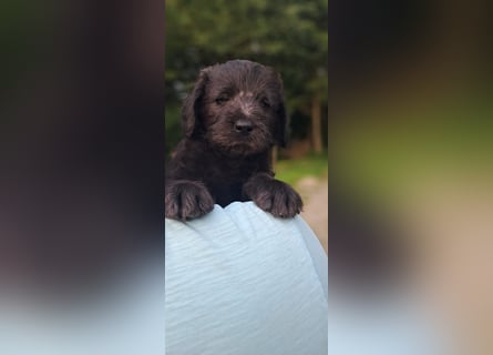 Labradoodle Welpen