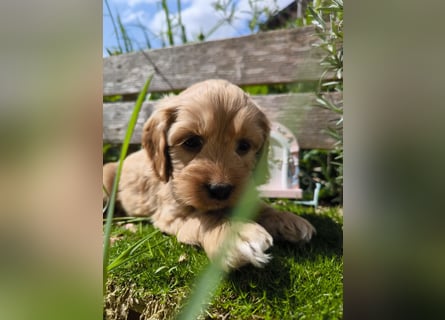 Traumhafter  American Cockapoo Bub