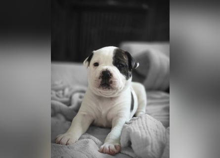 American Bulldog Welpen aus Hybrid/Standard Verpaarung ab Mitte Juni abzugeben, www.cocodin-bulls.de