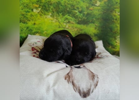 Reinrassige Labradorwelpen