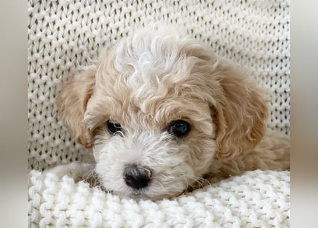 Traumhafte Maltipoo Welpen F1 Malteser Pudel