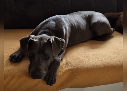 Süße Labradorwalmaraner/ American bully (pocket) Mix
