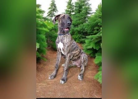 Deutsche Doggen Welpen US Linie Sonderfarben