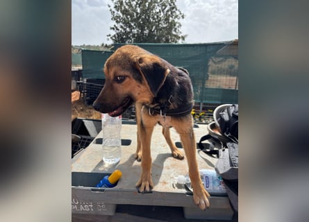Gigi  ist in der Südpfalz zu besuchen