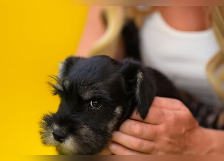 MOLLY junge Zwergschnauzer Hündin mit Stammbaum und Schalk in den Augen