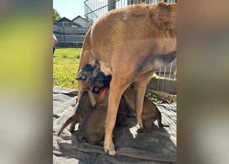 Malinois