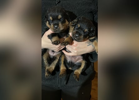 Reinrassige Rottweiler Welpen , Sportliche leistung Zucht