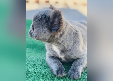 Fluffy Französische Bulldogge