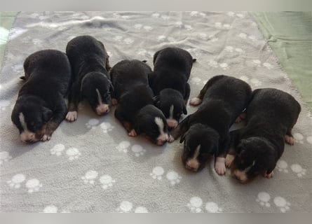 Entlebucher Sennenhund-Welpen "vom Zwergenstübchen" mit Ahnentafel