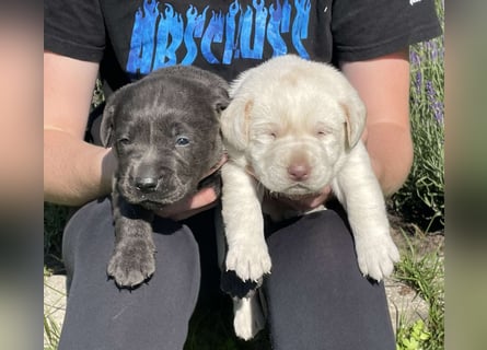 Labrador welpen in Tolle farben!