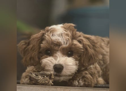 Maltipoo Rüde, Ahnentafel, asiatische Linie!