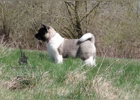 Echte reinrassige American Akita Welpen