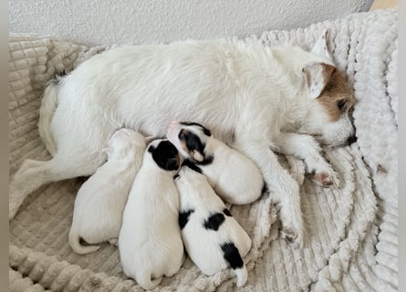 Jack Russell Terrier Welpen mit Papieren