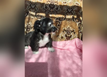 Maltichi Welpen verkaufen