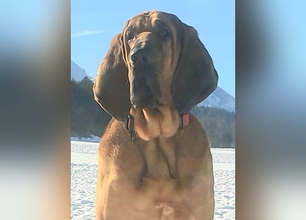 Bloodhound - Chien Saint Hubert