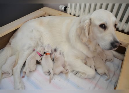 Golden Retriever creme-weiss