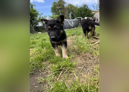 Deutscher Schäferhund Welpen