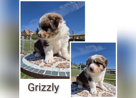 ❤️Wunderschöne ASCA Australian Shepherd Welpen ❤️
