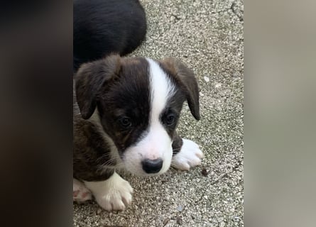 Welsh Corgi Cardigan puppies