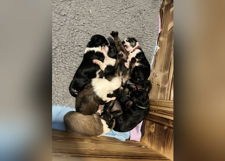 Unser B-Wurf ist geboren