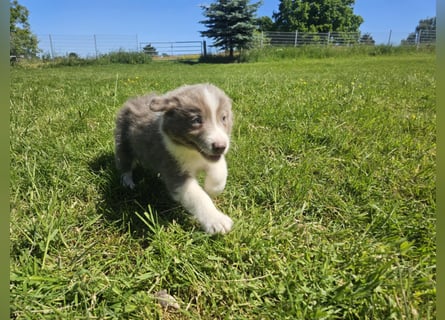 Border Collie Welpen -  Rüden