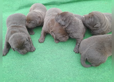Labrador Welpen schokobraun reinrassig