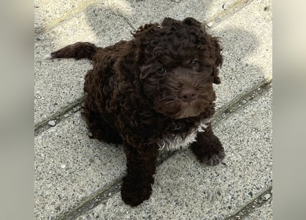Lagotto - ein Herz aus Locken und Liebe