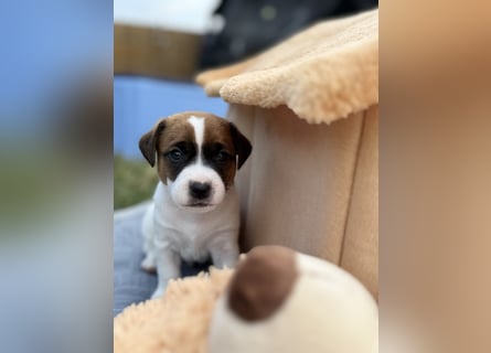 Rüde Jack Russel Terrier