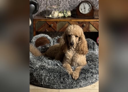 Bezaubernde Königspudel Welpen, Großpudel, Harlekin, Pudel, Videos