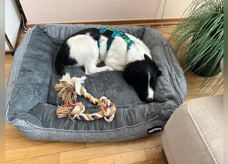 Loki – kleiner Abenteurer mit großem Herz sucht sein Für-Immer-Zuhause