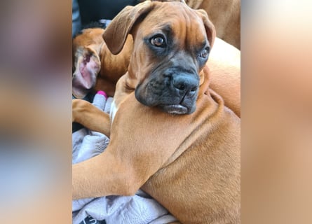 Wunderschöne Boxerwelpen!