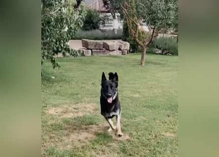 Liebenswerter, intelligenter Schäferhund sucht sein für-immer zu Hause