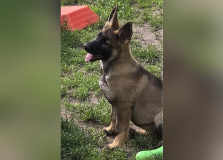 Dunkelgraue Schäferhunde aus Kör-u.Leistungzucht