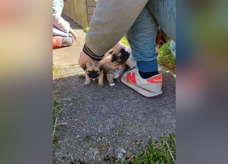 Pekinese chihuahua Mix welpen