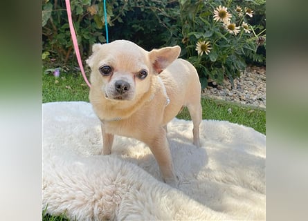 (R) ❤️ süßer Zwerg KIKO - 4 Jahre, 24cm/ 3kg - Chihuahua