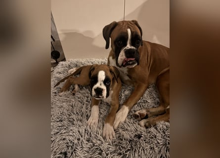 Boxerrüde