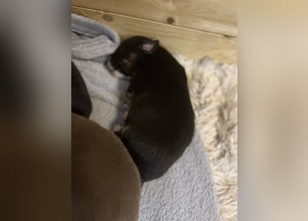 Mini Australien Shepherd Welpen suchen Traumzuhause