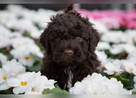 Lagotto Romagnolo Welpen, 6 Welpen suchen ein Zuhause